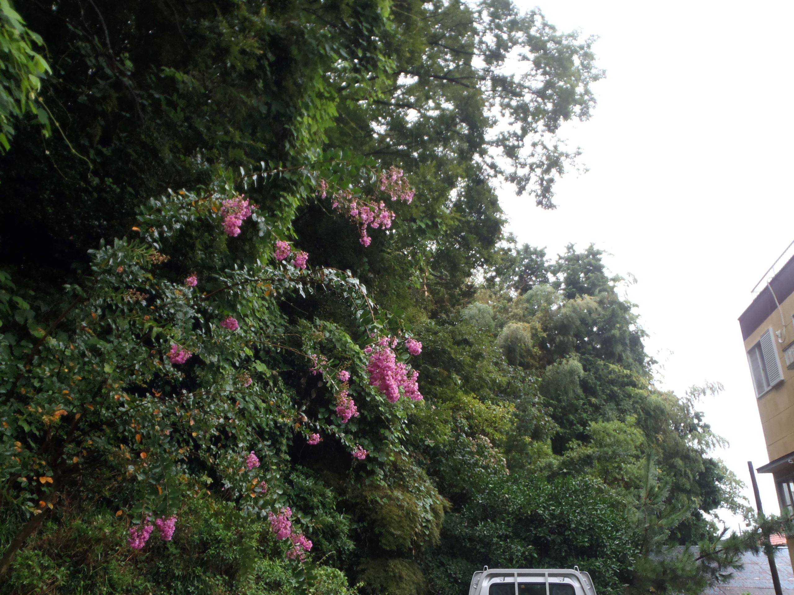 台風10号　雨　240830